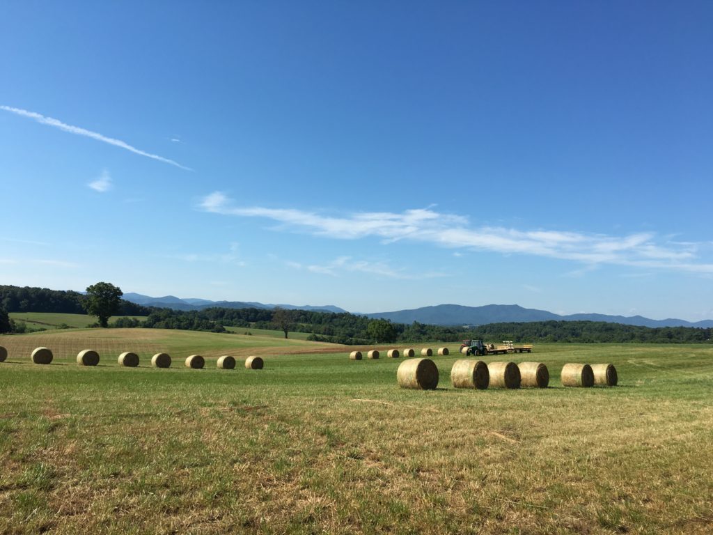 Bales of hay lined up in a field