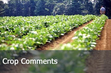 Rows of crops - crop comments